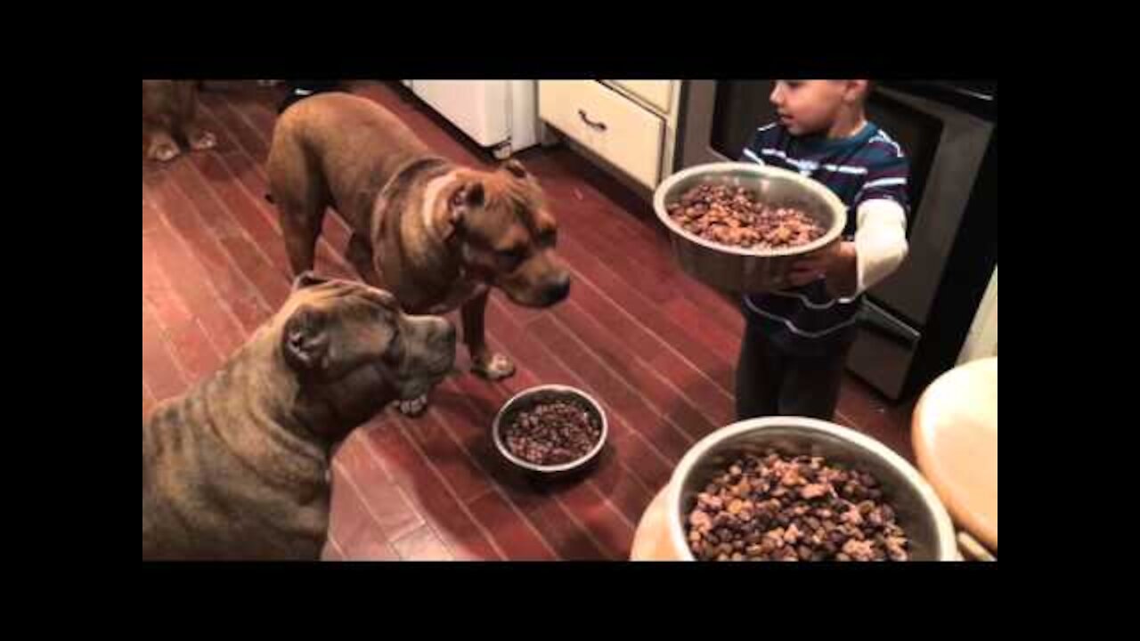 4 year old boy feeding 4 giant Pit bull puppies then feeds himself!! LEADERSHIP ddklinefamily