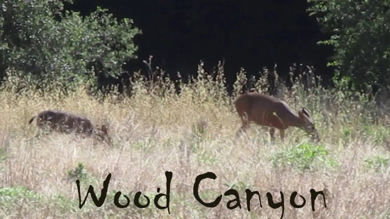 Wood Canyon