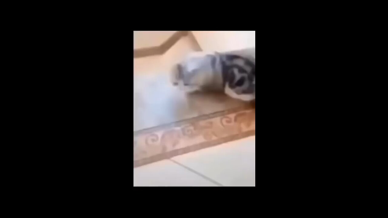 Funny cats