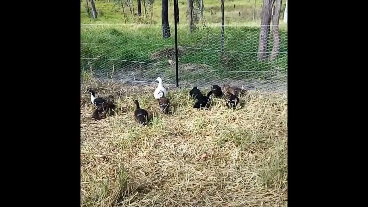 Ducklings out today, one of the ducklings has hurt its leg