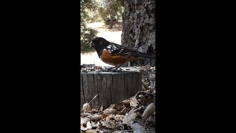 Spotted Towhee 🐦Oak Stump Buffet