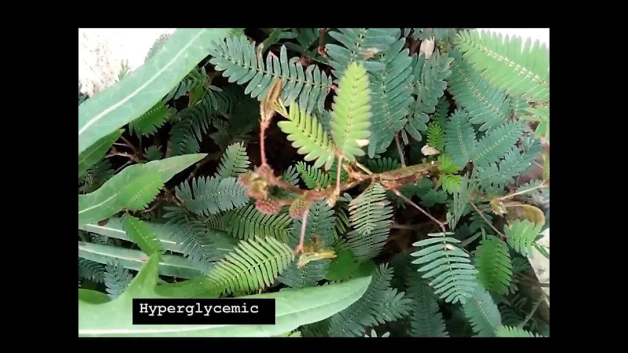 DR SEBI APPROVED PLANT - MIMOSA PUDICA - APHRODISIAC, UROGENITAL DISORDERS, WOUND ETC.