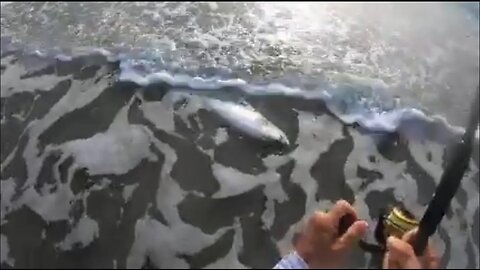 Tarpon on the beach part 1