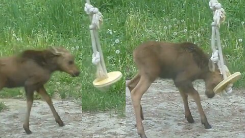 Baby moose plays with swing