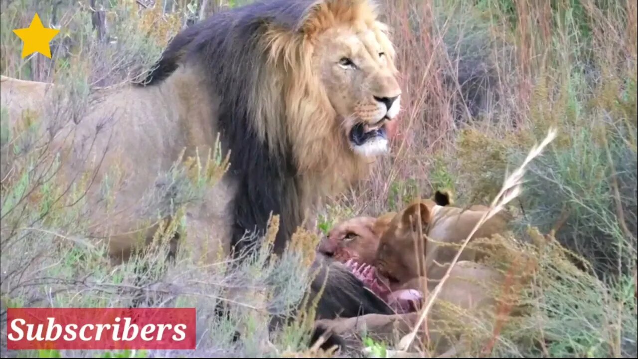 Lion Kills Video YouTube,young Lions Video African,Amazing Lion Video #r150shorts #youtubeshorts