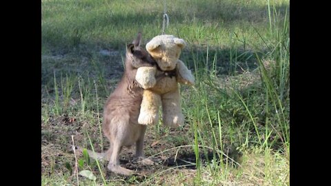 Baby Kangaroos & Joeys - CUTEST Compilation