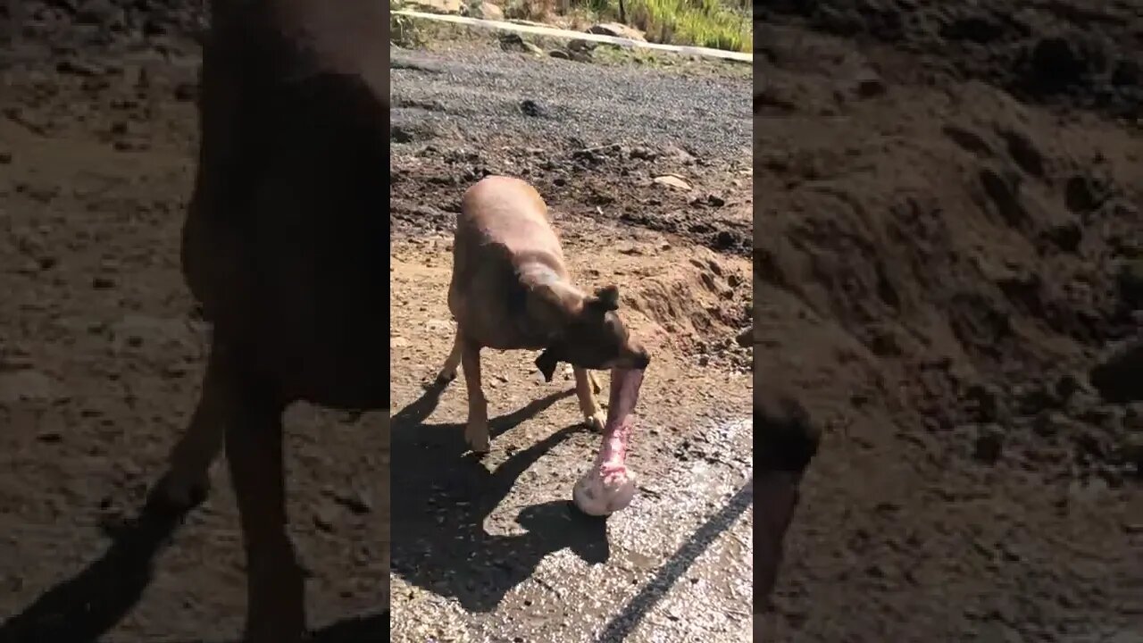 Small dog, big bone