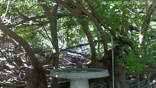 4 young cardinals