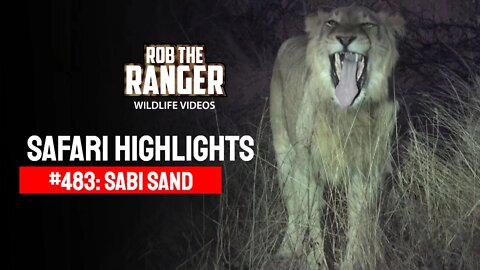 Safari Highlights #483: 20 - 22 August 2017 | Sabi Sand Nature Reserve | Latest Wildlife Sightings