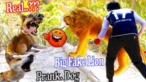 Troll Prank Dog Funny & fake Lion and Fake Tiger Prank To dog & Huge Box Prank to dog