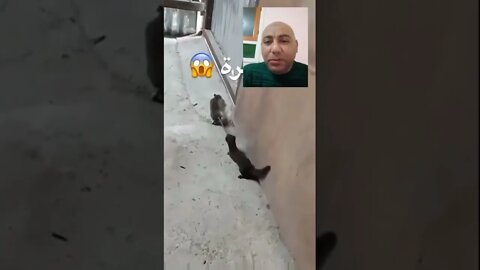 خناقة بين نمس وفأر - من سيفوز | #shorts ♥️