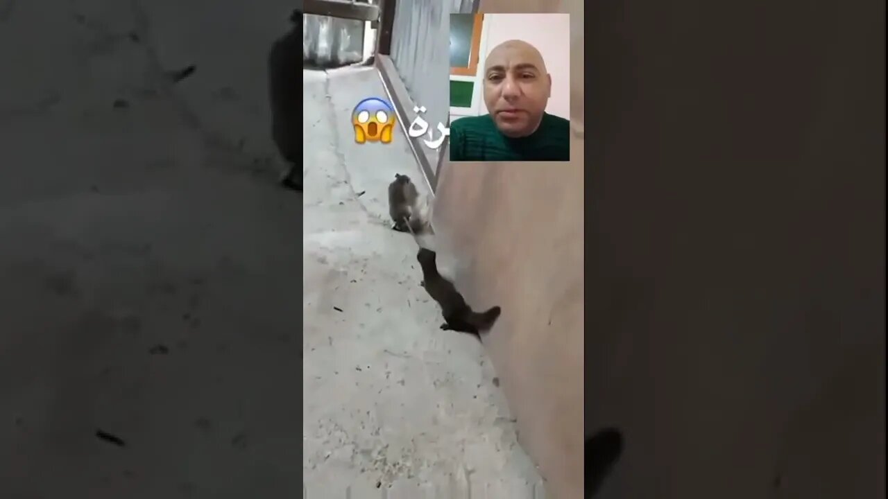 خناقة بين نمس وفأر - من سيفوز | #shorts ♥️