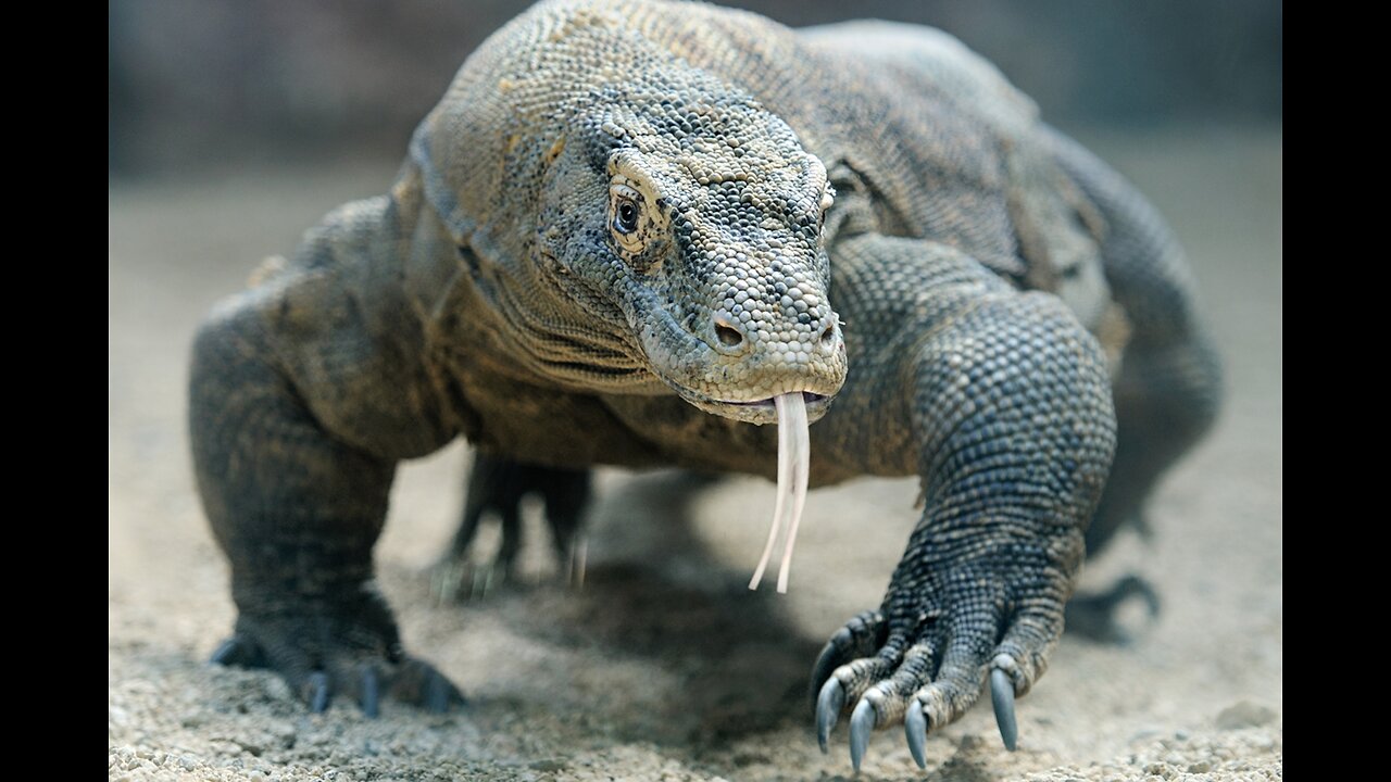 Fun Facts About Komodo Dragons 🐉