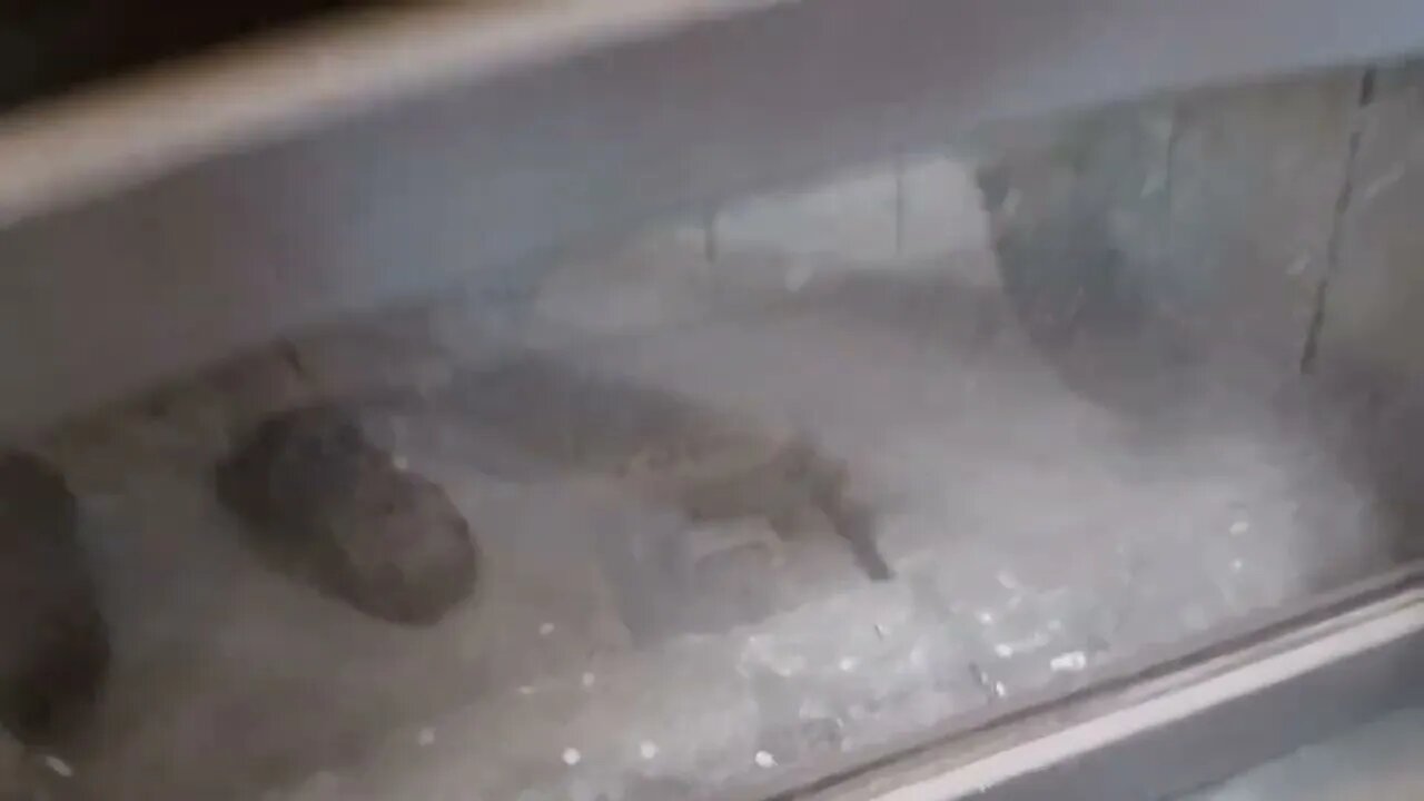 Bird in the Stove 🕊️