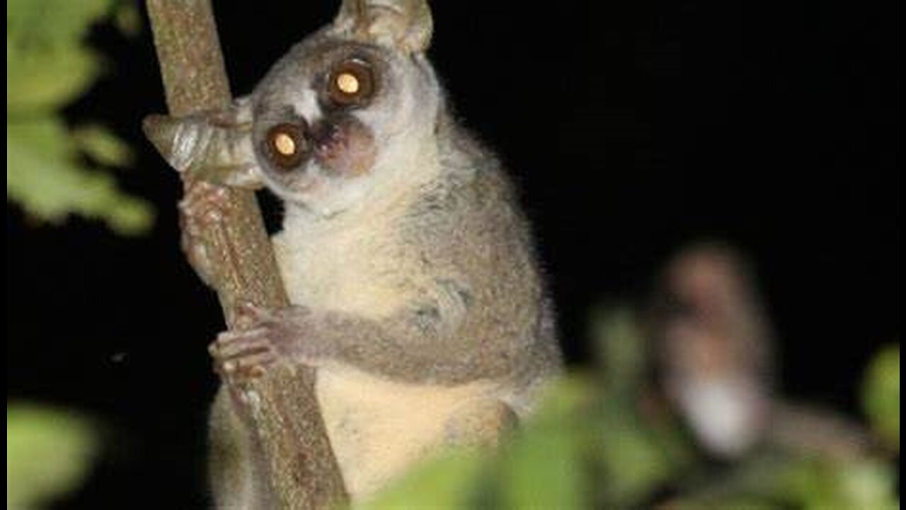 Giant Bushbaby