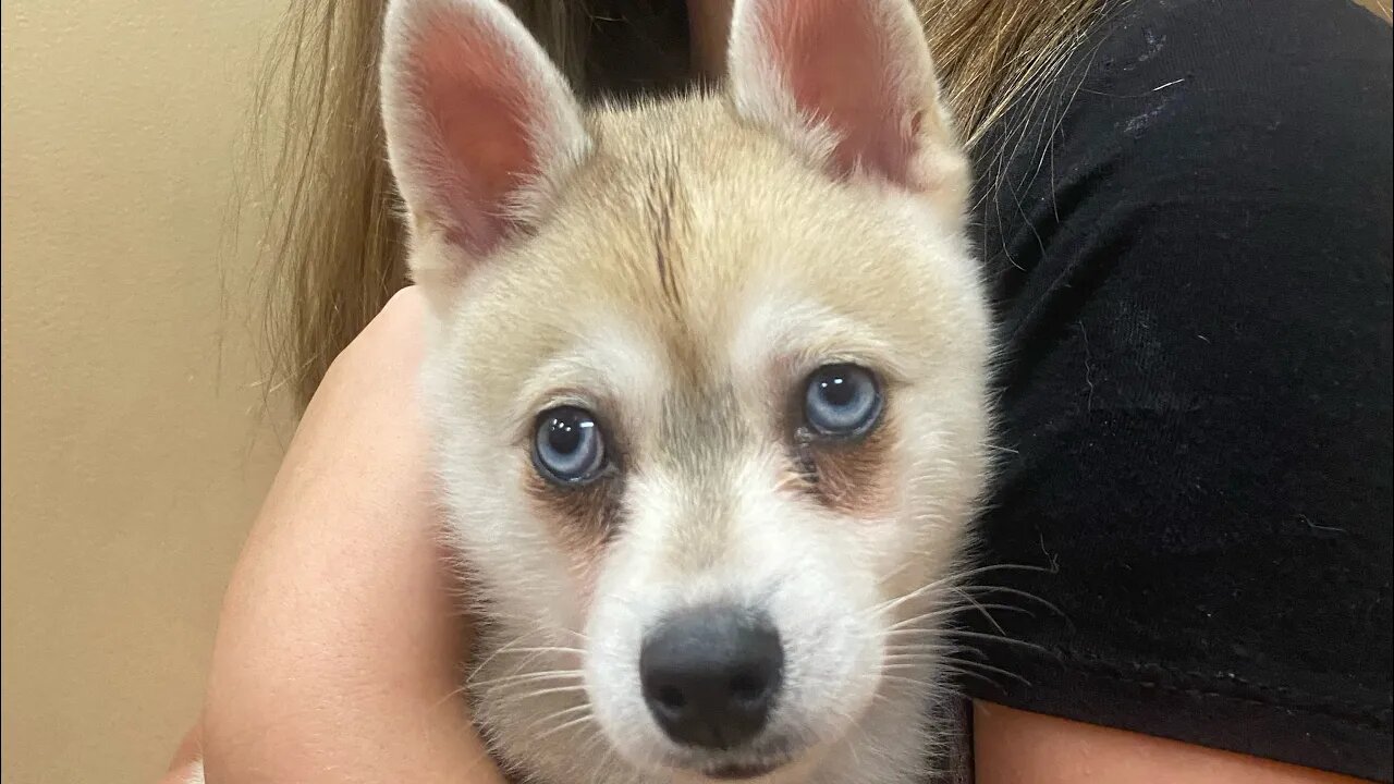Playing with a Puppy #parenting #puppies #puppy
