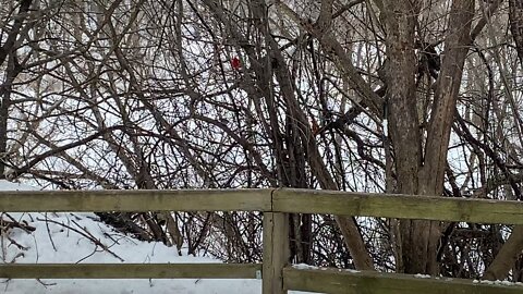 Hairy Wood Pecker Cardinals