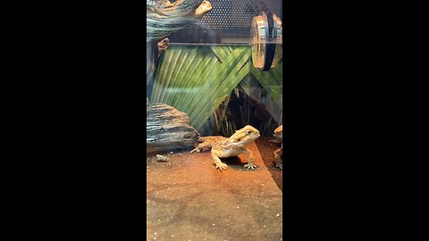 Bearded Dragon Licked