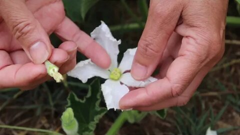 Make your Opo flowers kiss each other