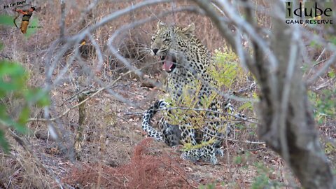Scotia Female Leopard Roars In The Bushes