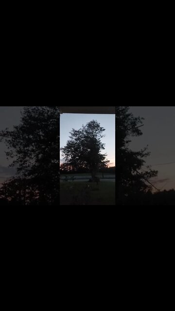 The Bird That Inspired The Sounds For Car Alarms LOL