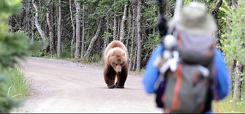 Bear try to attack people in CA