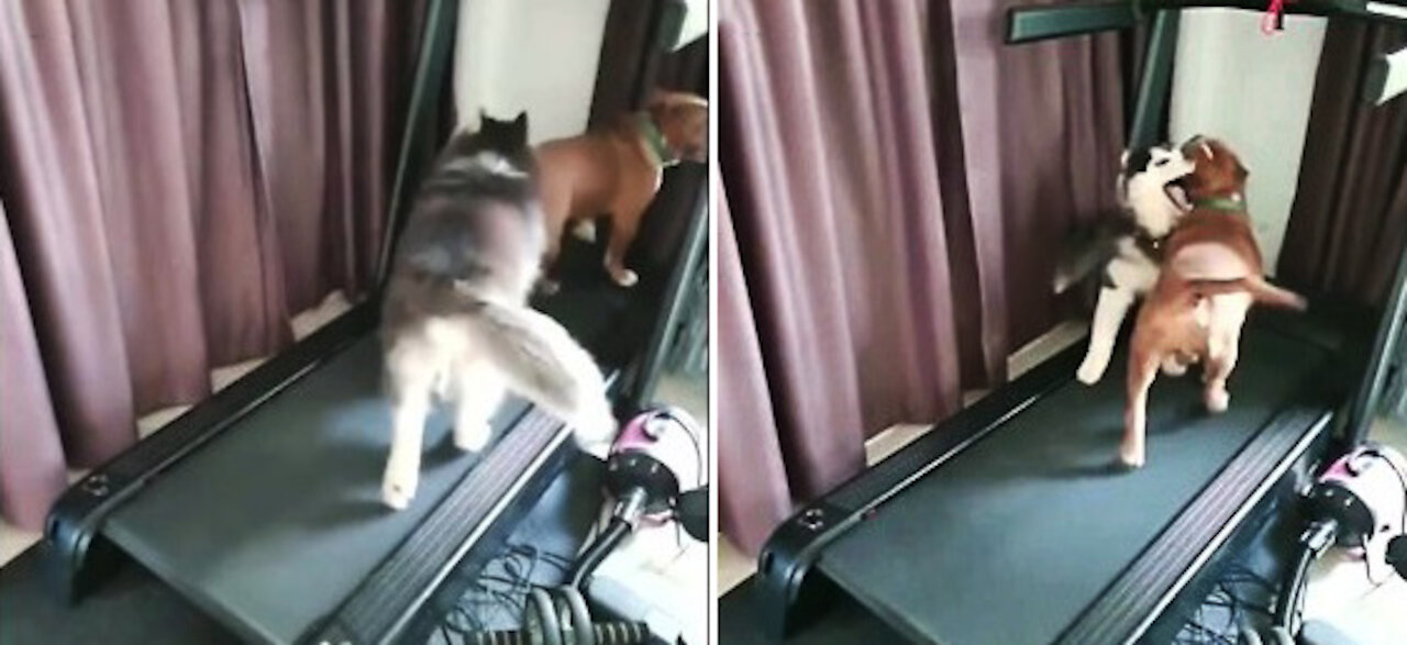 funny dogs running in treadmill