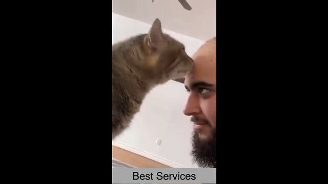 Best funny and hilarious cat