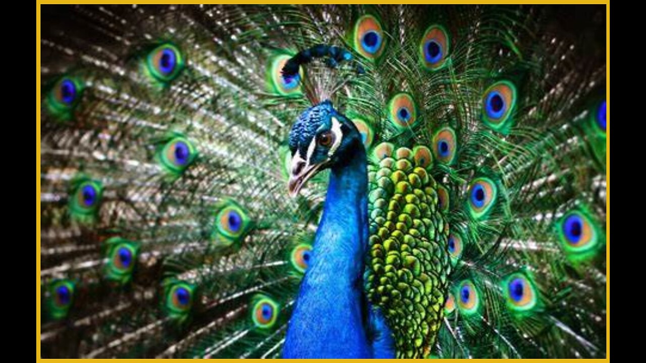 PEACOCK PORTRAYALS PLUS #16