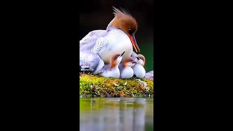 Duck with baby duck