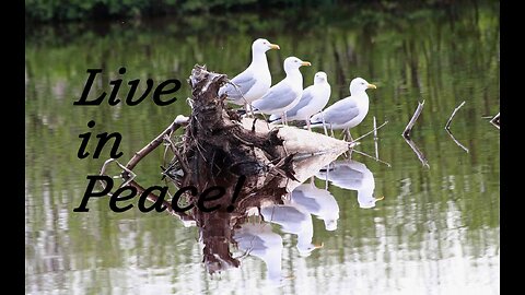 Peace Not Chaos