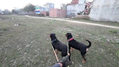 It is very risky to take both of them on a walk together. || Mr.Bolt
