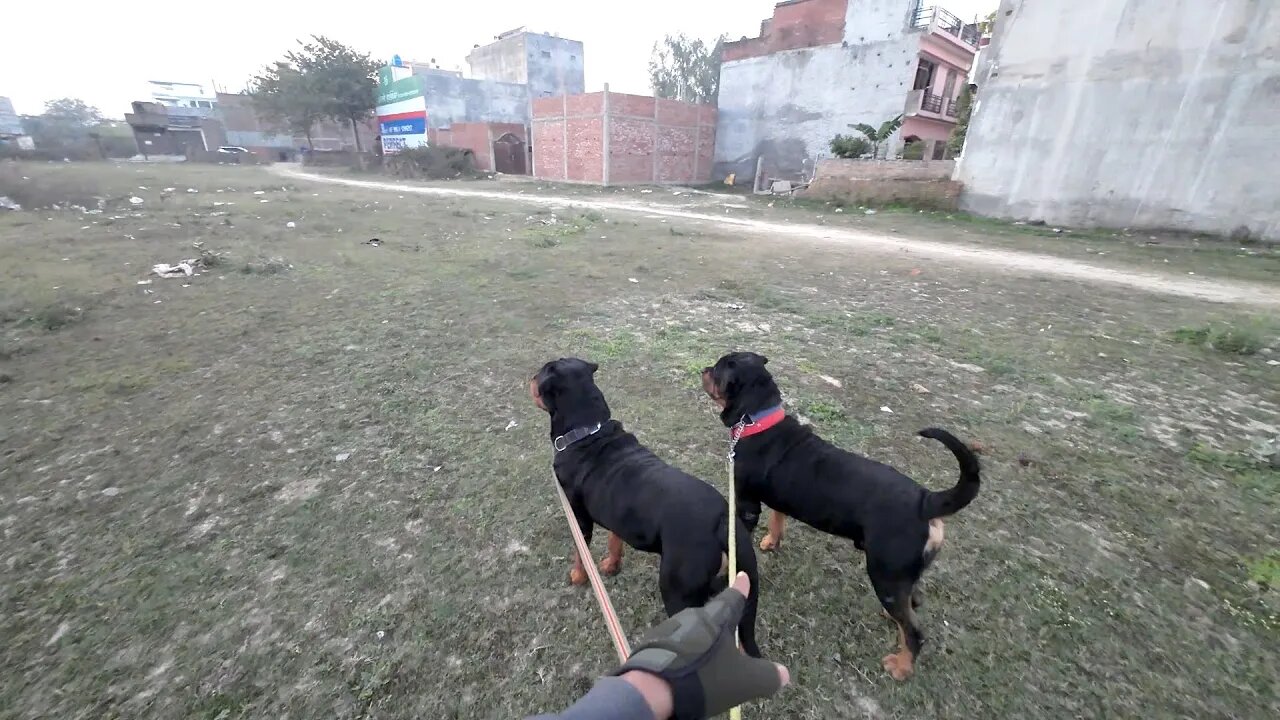 It is very risky to take both of them on a walk together. || Mr.Bolt