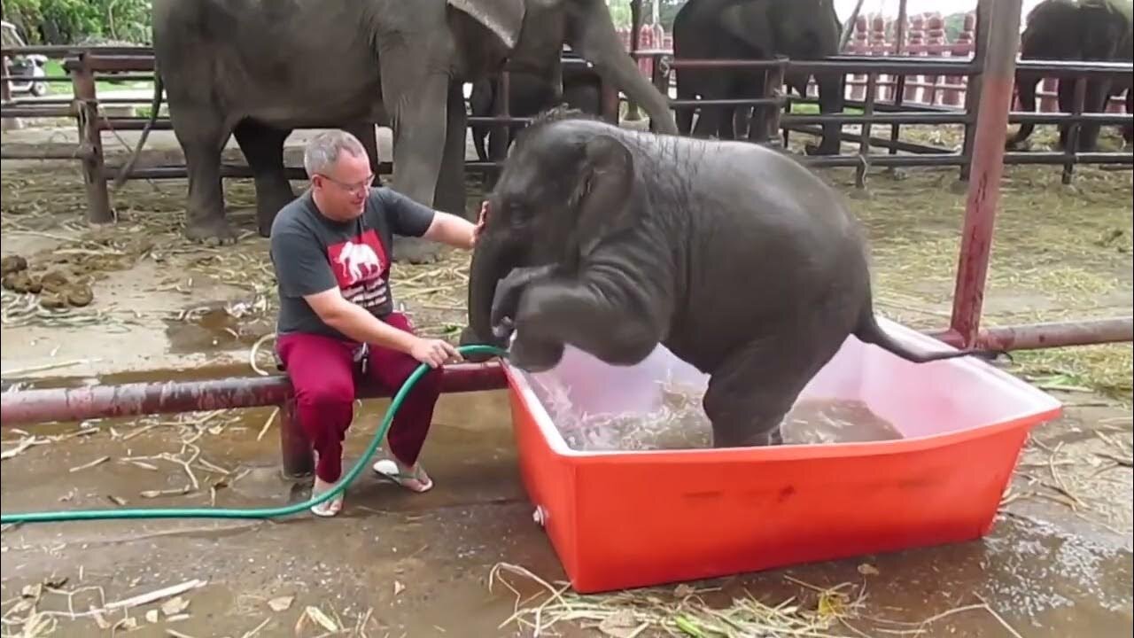 Baby Elephant Bathing "Double trouble"