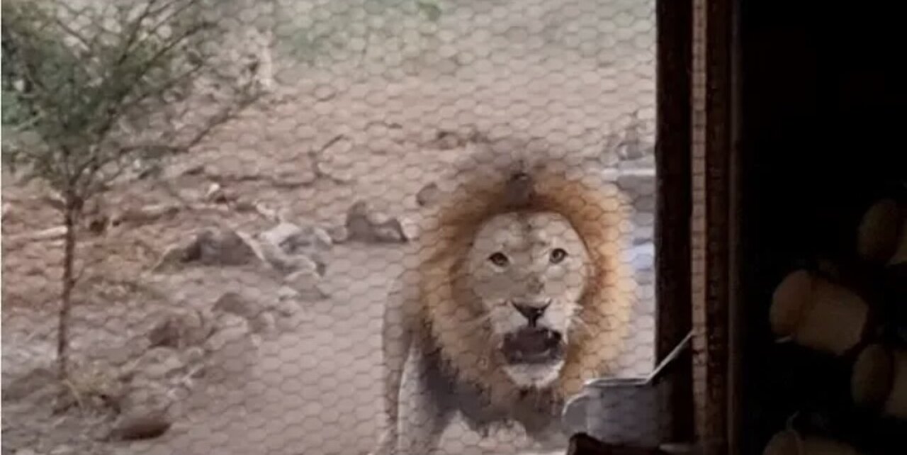 Lion in the kitchen window