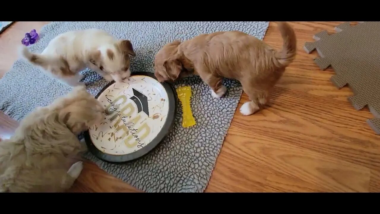 W Litter - 1st Trip to The Kitchen(2)