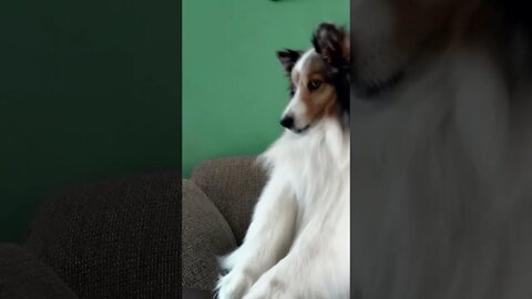 Emma The Sheltie: Give ME FOOD