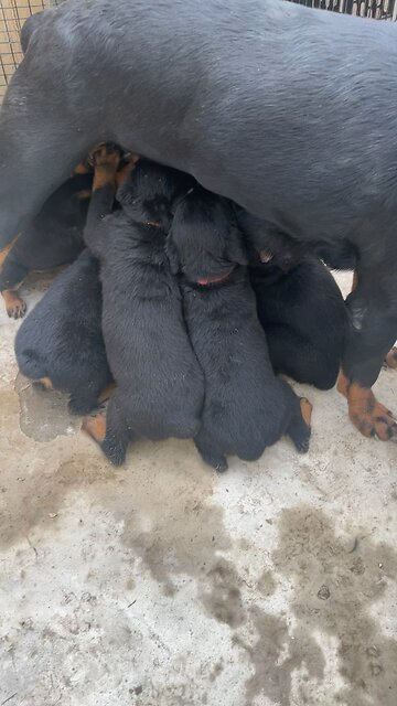 Mom Feeding DUR KENNEL