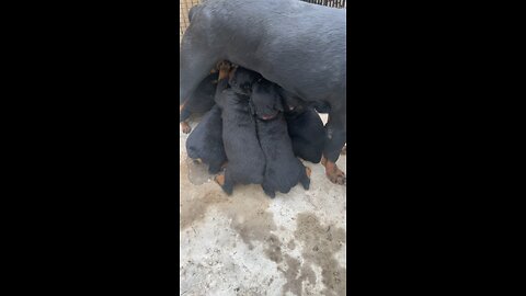 Mom Feeding DUR KENNEL