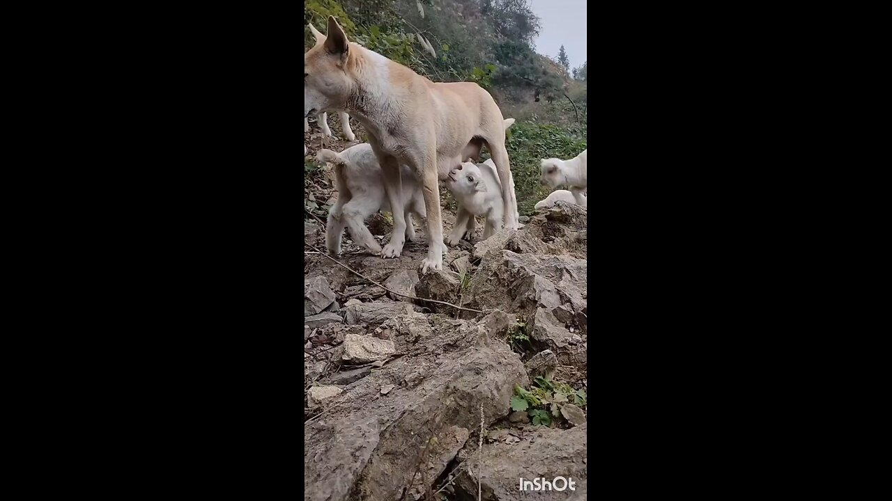 Dog and Baby goat are best friends! 2024