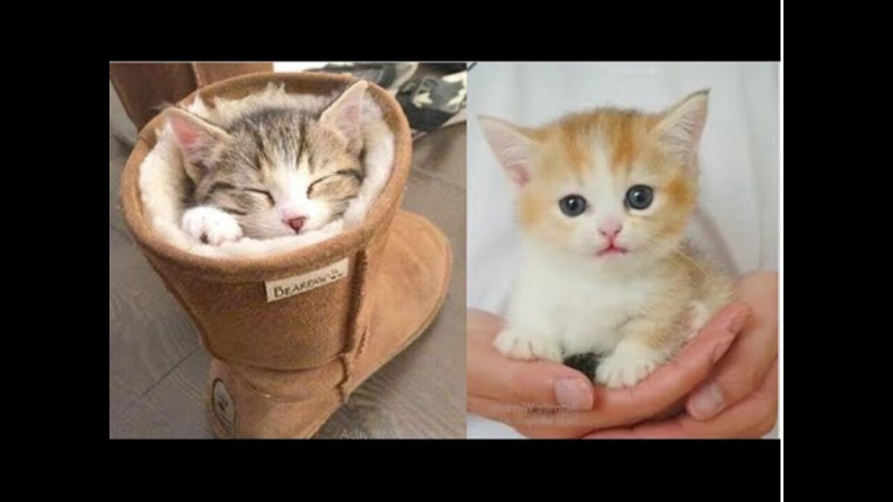 Funny Cute Cat Video compilations. Cute and Funny Baby Cat part. 2