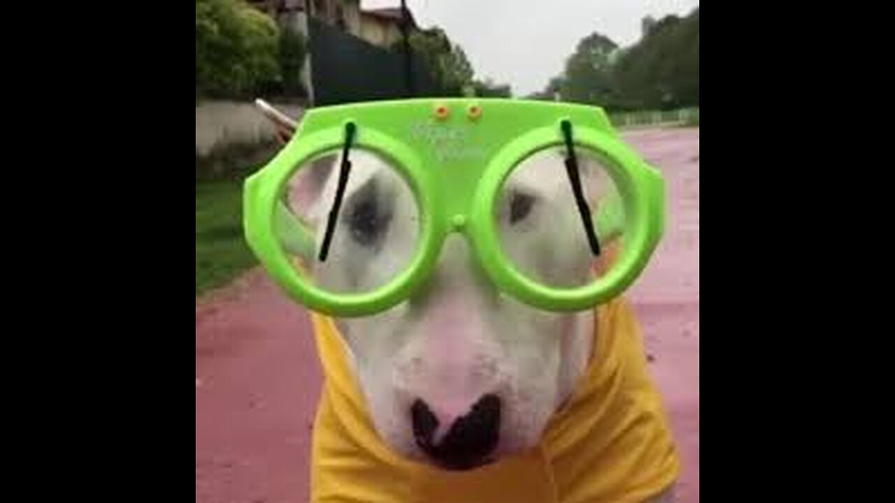 Funiest Animal These Year
