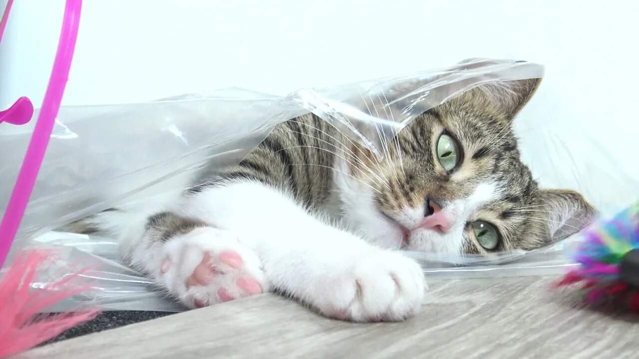Funny Cat Plays from a Plastic Bag
