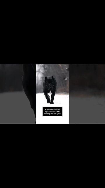 What would you do if you saw this beast coming at you? #canecorso #do#shorts