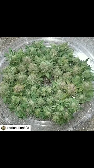 Loading up after test sample.