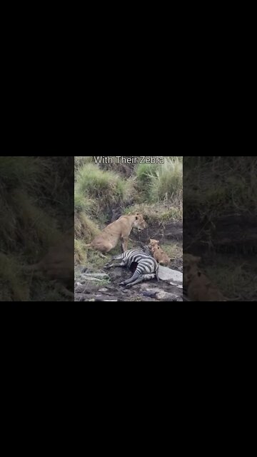 Maasai Mara Sightings Today 16/01/22 (Lions, Cheetah, etc) | Zebra Plains | #shorts