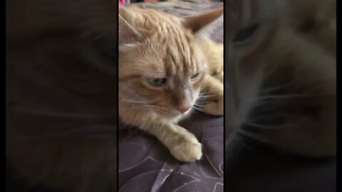 My beautiful orange cat chilling