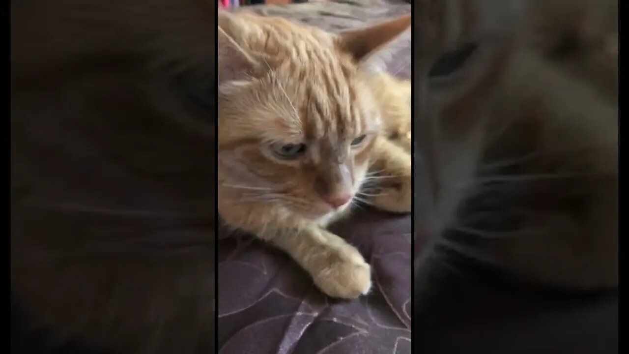 My beautiful orange cat chilling