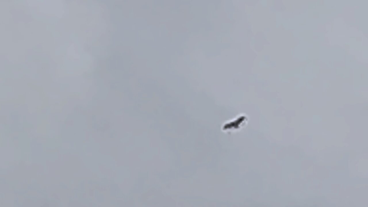 Firebird. My IPhone zoom glitchy