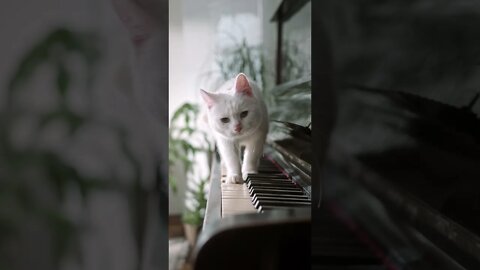 A Sad Cat Walking Over The Piano Keyboard